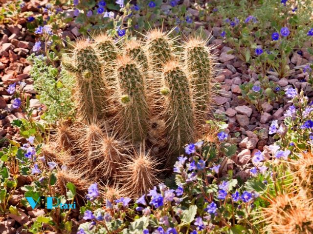 A display at the Desert Botanical Garden in Arizona