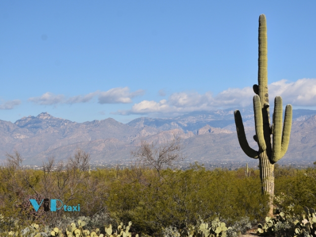 Saguaro National Park as One of the Best Hikes in Arizona