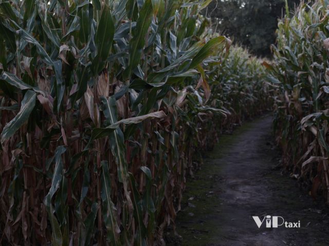 Tucson Terror in the Corn