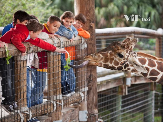 Kids Feeding Giraffe at Zoo During AZ Spring Break